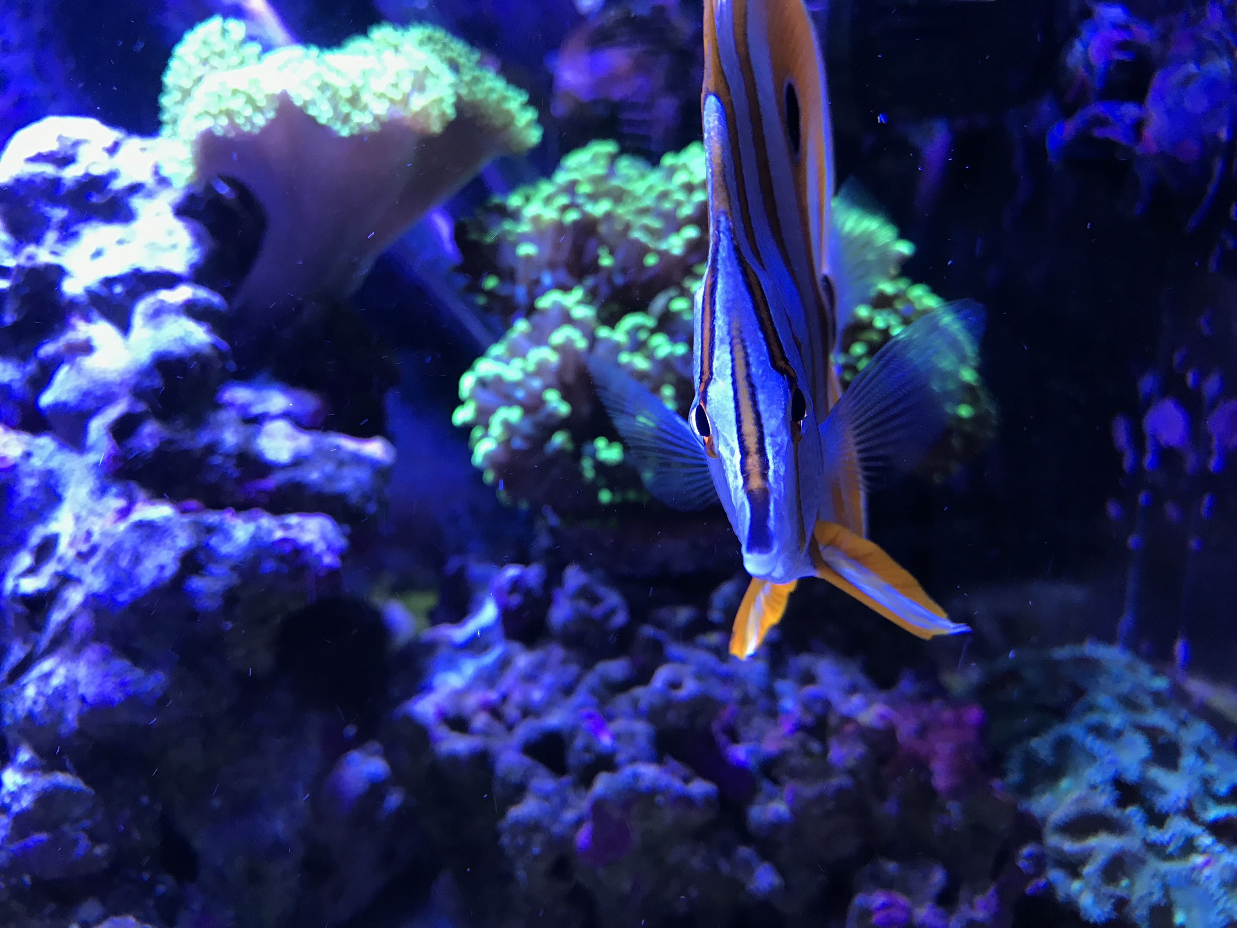 My copperband butterfly