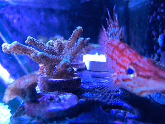 Founder's favorite fish - Longnose Hawkfish