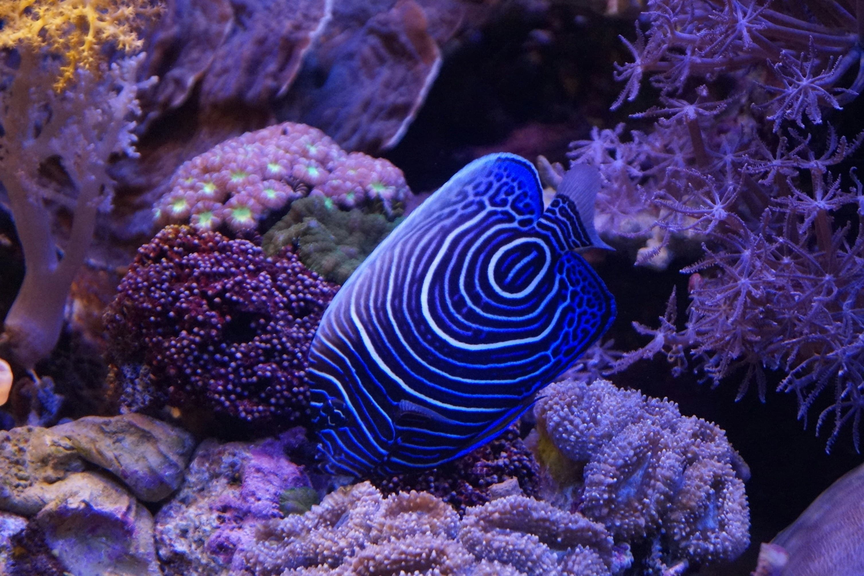 Emperor Angelfish