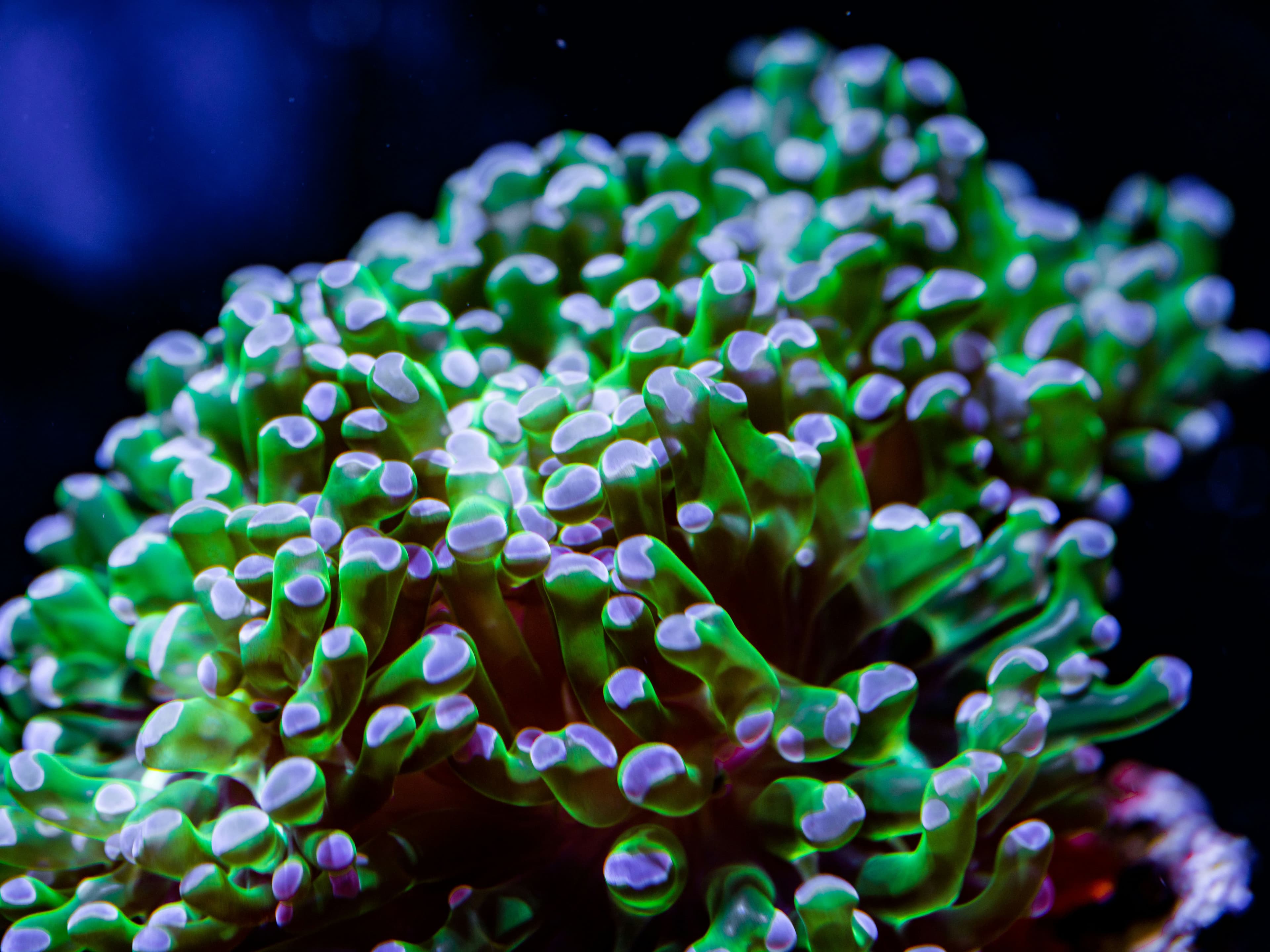 Featured coral listing example