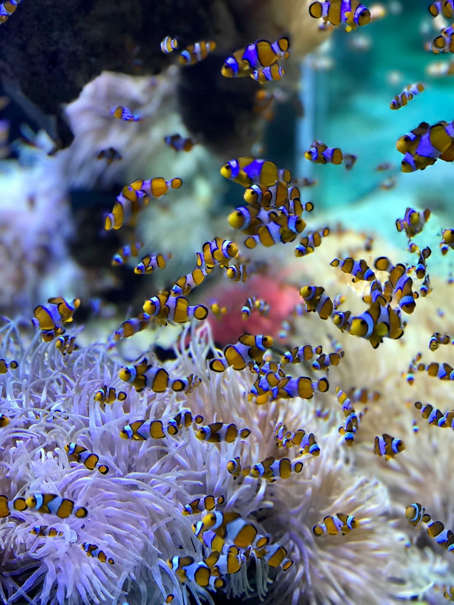 The Benefits of Captive-Bred Clownfish for Your Reef Aquarium